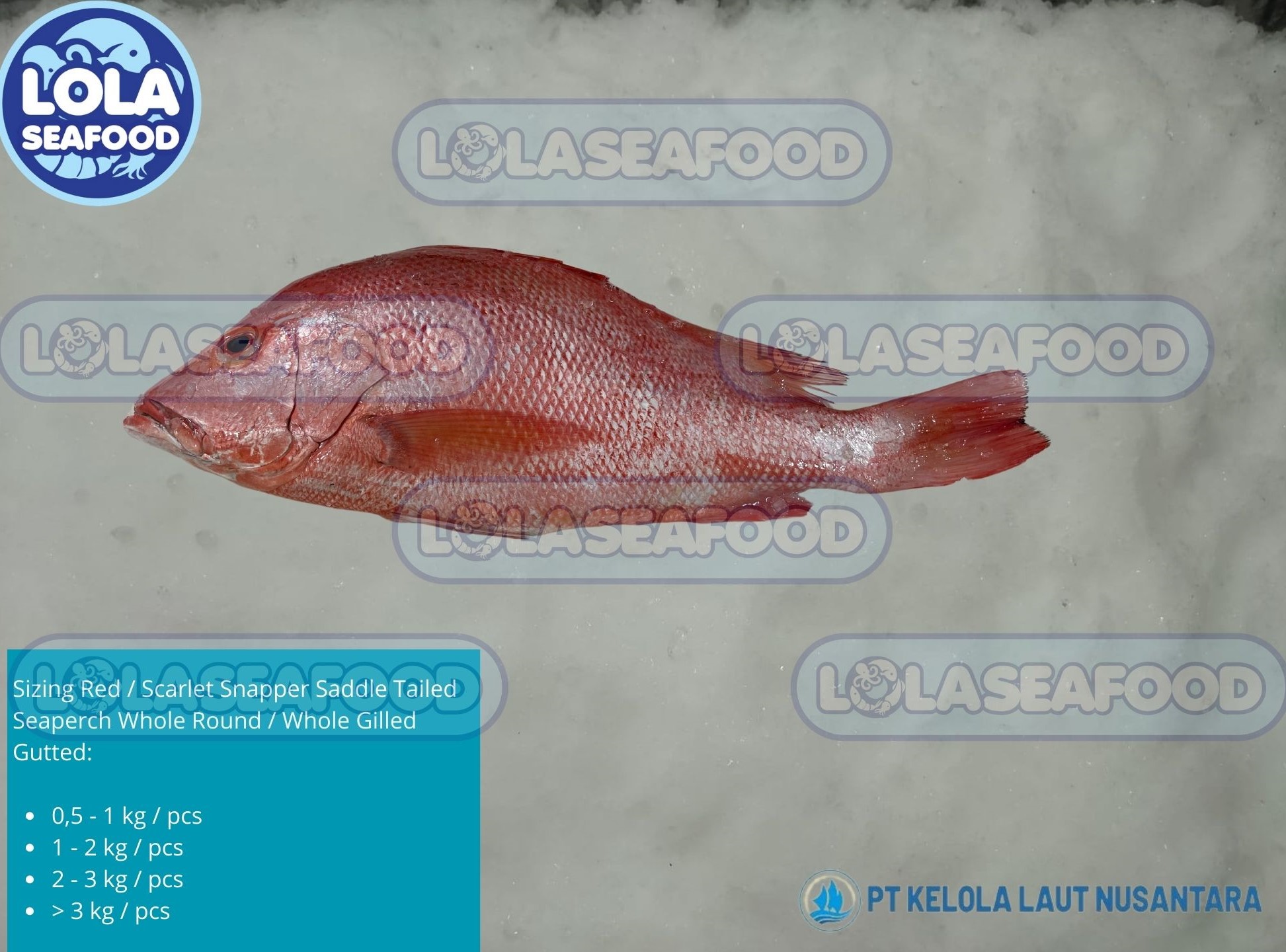 Red / Scarlet Snapper Saddle Tailed Seaperch Whole Round / Whole Gilled Gutted Scaled